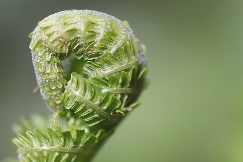 Sustainable gardening tips